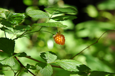 Salmonberry in the Sun
