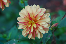 Dahlia at Botanical Gardens