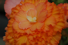 Begonia