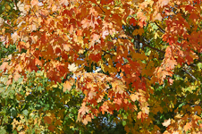 Fall Foliage