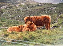 Highland Coos