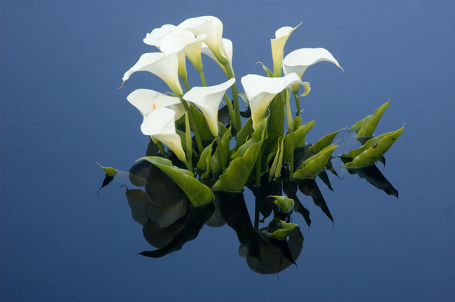 Calla Lilies in the Kelley House Pond Calla Lilies in the Kelley House Pond
