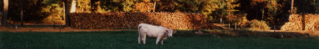 Fall Cow by DFF. This cow does not code jQuery, but DFF does! Fall Cow by DFF