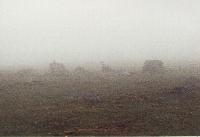 Ravens at Merrivale in the Fog