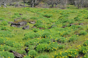 Suksdorf's Desert Parsley