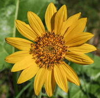 Arrowleaf Balsamroot