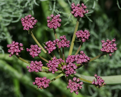 Columbia Desert Parsley