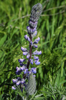 Columbia Gorge Lupine