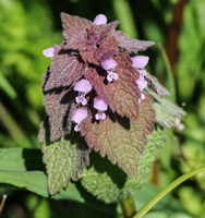 Humble Henbit