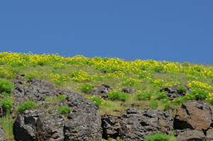 Suksdorf's Desert Parsley at Columbia Hills Historical State Park
