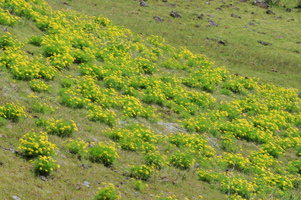 Suksdorf's Desert Parsley Columbia Hills Historical State Park