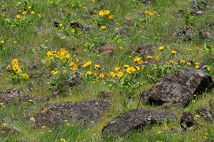 Arrowleaf Balsamroot at Columbia Hills Historical State Park