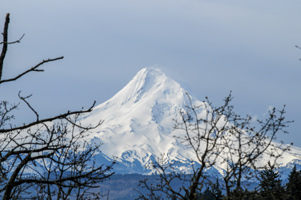 Mount Hood looms over the orchards