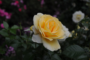 Roses at Rose Test Garden