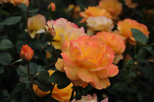 Roses at Rose Test Garden