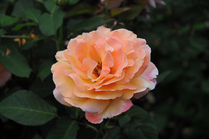 Roses at Rose Test Garden