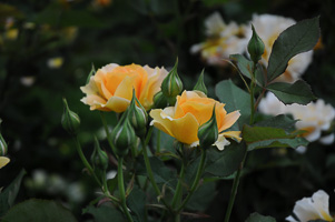 Roses at Rose Test Garden