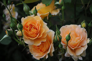 Roses at Rose Test Garden