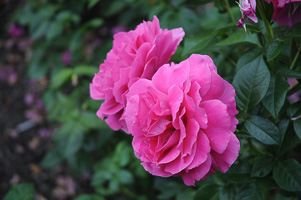 Roses at Rose Test Garden