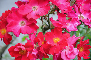 Roses at Rose Test Garden