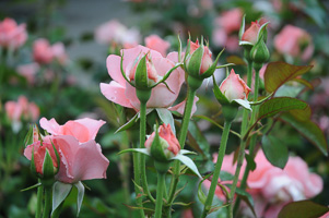 Roses at Rose Test Garden