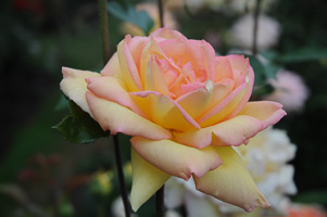 Roses at Rose Test Garden