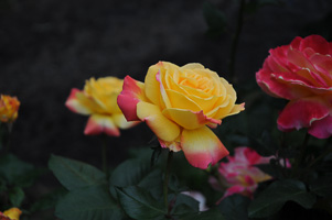 Roses at Rose Test Garden