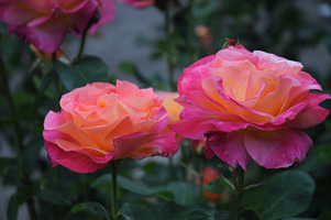 Roses at Rose Test Garden