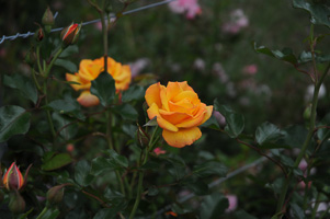 Roses at Rose Test Garden
