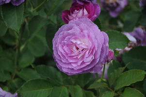 Roses at Rose Test Garden