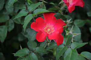Roses at Rose Test Garden