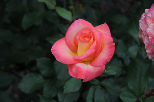 Roses at Rose Test Garden