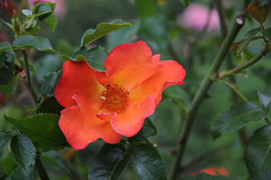 Roses at Rose Test Garden