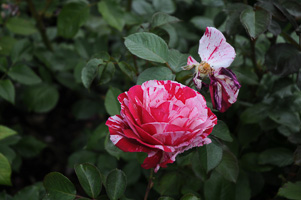 Roses at Rose Test Garden