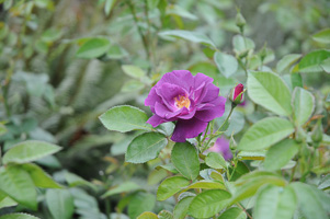 Roses at Rose Test Garden
