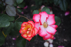 Roses at Rose Test Garden