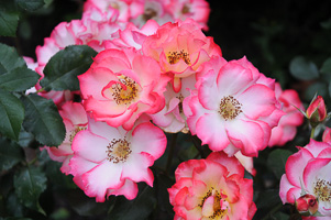 Roses at Rose Test Garden