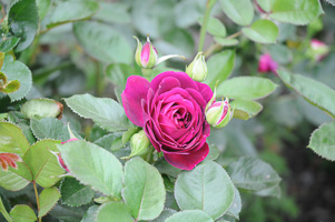 Roses at Rose Test Garden