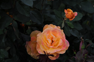 Roses at Rose Test Garden