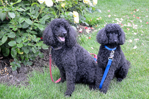 They allow dogs at the Rose Test Garden!