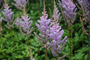 There are some Non-Roses in the Shakespearean Garden.