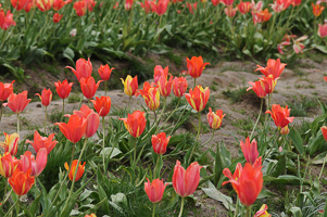 Tulips at Wooden Shoe Tulip Farm