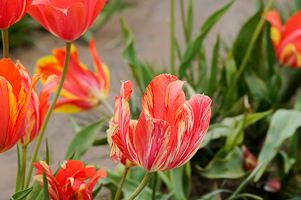 Tulips at Wooden Shoe Tulip Farm