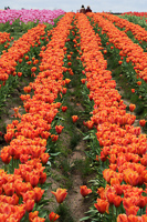 Tulips at Wooden Shoe Tulip Farm