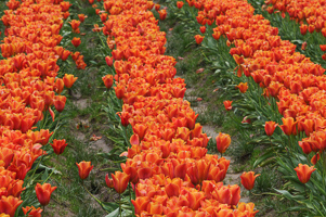 Tulips at Wooden Shoe Tulip Farm
