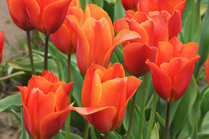 Tulips at Wooden Shoe Tulip Farm