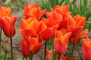 Tulips at Wooden Shoe Tulip Farm