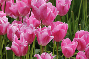 Tulips at Wooden Shoe Tulip Farm