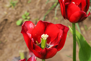 Tulips at Wooden Shoe Tulip Farm