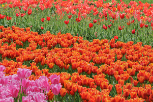 Tulips at Wooden Shoe Tulip Farm